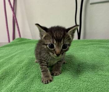 GABBY -  Domestic Short Hair Cat Available for Adoption in Pensacola, Florida - GABBY | PetCurious
