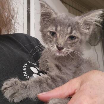 Honeysuckle -  Domestic Medium Hair Cat for Adoption in Evensville, Tennessee - Honeysuckle | PetCurious