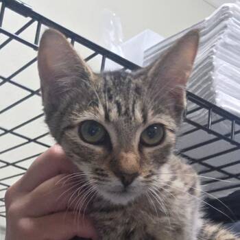 Mitzi -  Domestic Short Hair Cat for Adoption in Williston, Florida - Mitzi | PetCurious