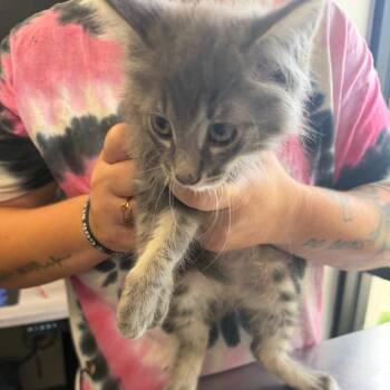 Domestic Long Hair Cats Available for Adoption in Columbiana, Alabama - Ramsay | PetCurious