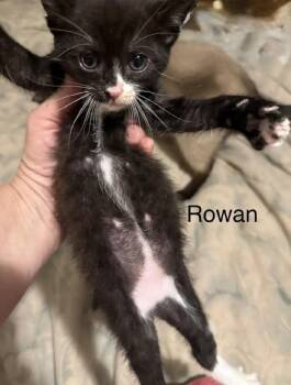 Domestic Short Hair Cats Available for Adoption in Safety Harbor, Florida - Rowan | PetCurious