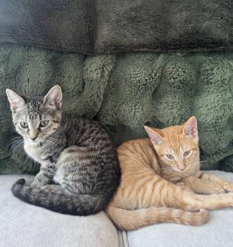 Endless Breadsticks & Tour of Italy -  Domestic Short Hair Cat for Adoption in New York, New York - Endless Breadsticks & Tour Of Italy | PetCurious
