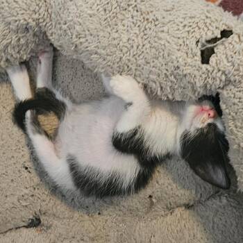 Domestic Short Hair Cats Available for Adoption in San Antonio, Texas - Ada Wong | PetCurious