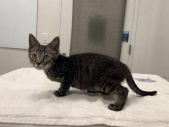 Chicago Wind -  Domestic Short Hair Cat for Adoption in Kansas City, Missouri - Chicago Wind | PetCurious