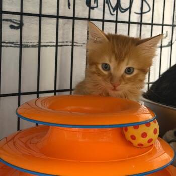American Shorthair Cats Available for Adoption in New Orleans, Louisiana - Douglas | PetCurious