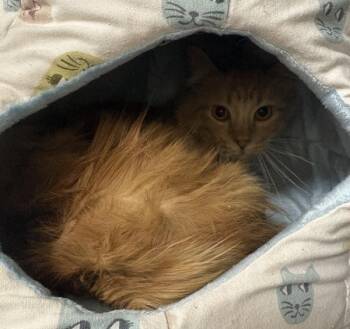 Nf- 24c Mae -  Domestic Medium Hair Cat for Adoption in Lawrenceville, Georgia - Nf- 24c Mae | PetCurious