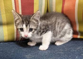 Meadow -  Domestic Short Hair Cat for Adoption in Dyersburg, Tennessee - Meadow | PetCurious