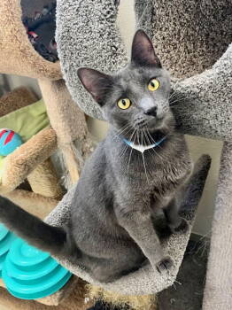 Rescue Domestic Short Hair Cats for Adoption in Webster, Wisconsin - Floyd | PetCurious