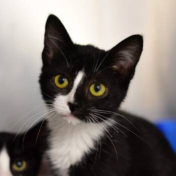 Sprout -  Domestic Short Hair Cat for Adoption in Idaho Falls, Idaho - Sprout | PetCurious