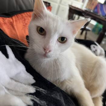 Rescue Domestic Short Hair Cats for Adoption in Alafaya, Florida - Snow Pea | PetCurious