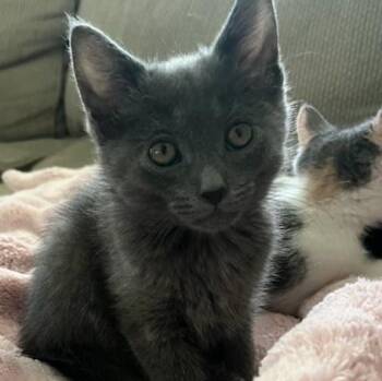 Stormy SO HANDSOME AND SWEET -  Russian Blue and Chartreux Cat for Adoption in Bethel, Connecticut - Stormy SO HANDSOME AND SWEET | PetCurious