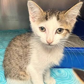 Reebok -  Domestic Short Hair Cat for Adoption in East Hanover, New Jersey - Reebok | PetCurious