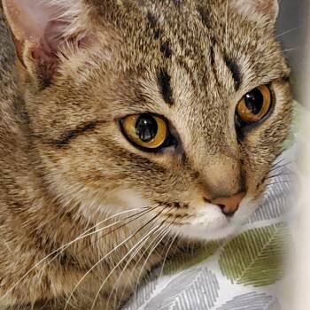 Susie  -  Tabby Cat Available for Adoption in Muncie, Indiana - Susie  | PetCurious