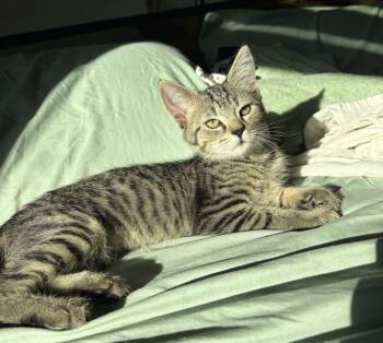 Rescue Domestic Short Hair Cats for Adoption in Greenville, South Carolina - Christine Columbus - CW | PetCurious