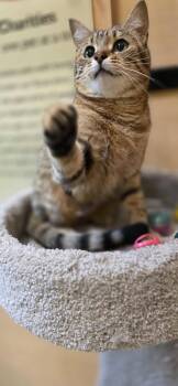 Domestic Short Hair Cats Available for Adoption - Freya | PetCurious