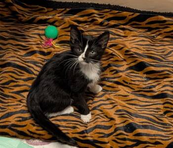 Hasbro -  American Shorthair Cat for Adoption in Hagaman, New York - Hasbro | PetCurious