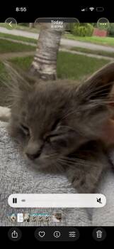 Maverick -  Domestic Long Hair Cat for Adoption in Crookston, Minnesota - Maverick | PetCurious