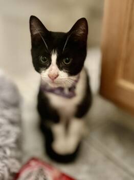 Rescue Domestic Short Hair Cats for Adoption in Philadelphia, Pennsylvania - Greg | PetCurious
