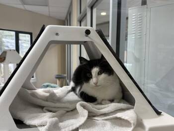 Domestic Short Hair Cats Available for Adoption in Methuen, Massachusetts - JINGLE | PetCurious