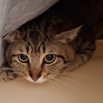 Greyson -  Domestic Short Hair Cat for Adoption in Zanesville, Ohio - Greyson | PetCurious