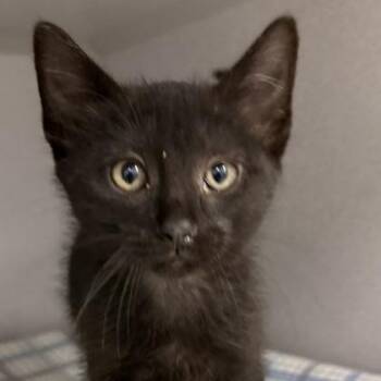 Midnight -  Domestic Short Hair Cat for Adoption in Lansing, Michigan - Midnight | PetCurious