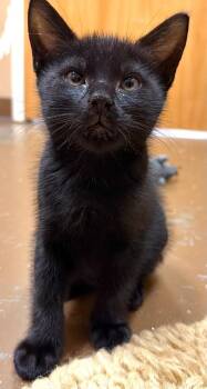 Ventress -  Domestic Short Hair Cat for Adoption in Ocala, Florida - Ventress | PetCurious