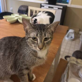 Arabella -  Tabby Cat Available for Adoption in Melrose, Massachusetts - Arabella | PetCurious