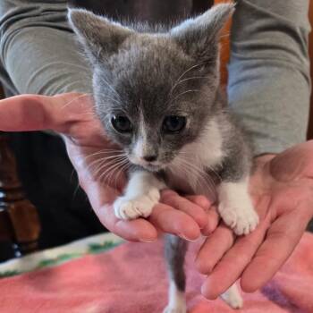 Domestic Short Hair Cats Available for Adoption in Klamath Falls, Oregon - Bernard | PetCurious
