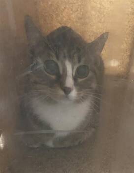 Rescue Domestic Short Hair Cats for Adoption in Dallas, Texas - SUGAR | PetCurious