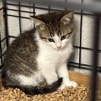 Domestic Medium Hair Cats Available for Adoption in Summerlee, West Virginia - Buck | PetCurious