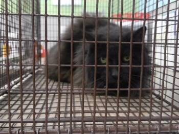 Domestic Long Hair and Domestic Short Hair Cats Available for Adoption in Omaha, Nebraska - BUTTERCUP | PetCurious
