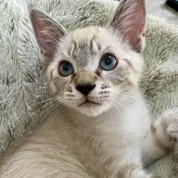 Drake -  Domestic Short Hair and Siamese Cat for Adoption in Irvine, California - Drake | PetCurious
