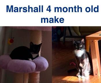 Marshal -  Domestic Short Hair Cat for Adoption in Mustang, Oklahoma - Marshal | PetCurious