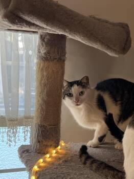 Dora -  Domestic Short Hair Cat for Adoption in Essex, Maryland - Dora | PetCurious