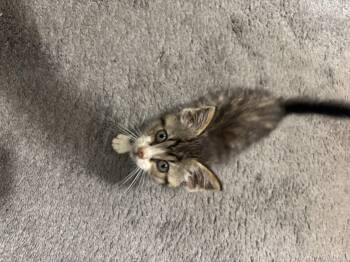 Yukon -  Domestic Short Hair Cat for Adoption in Cincinnati, Ohio - Yukon | PetCurious