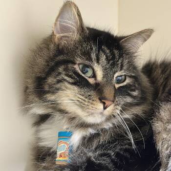 Domestic Long Hair Cats Available for Adoption in Victor, New York - Skippy | PetCurious