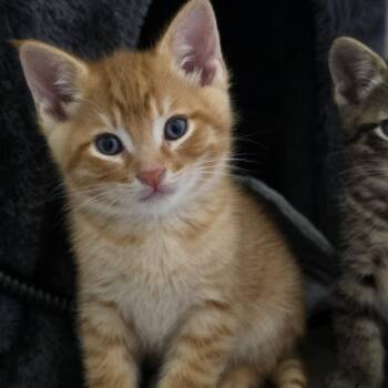 Carrot -must be adopted with a sibling -  Domestic Short Hair Cat for Adoption in Beaverton, Oregon - Carrot -must Be Adopted With A Sibling | PetCurious