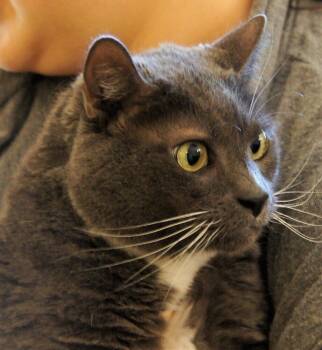 Rescue Domestic Short Hair Cats for Adoption in Loveland, Ohio - Charlie | PetCurious