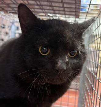 Domestic Short Hair Cats Available for Adoption in Salisbury, Maryland - Rattlesnake | PetCurious