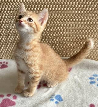 Marigold -  Domestic Short Hair Cat Available for Adoption in Lexington, South Carolina - Marigold | PetCurious