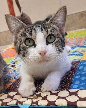 Rescue Domestic Short Hair Cats for Adoption in Hays, Kansas - Alma | PetCurious