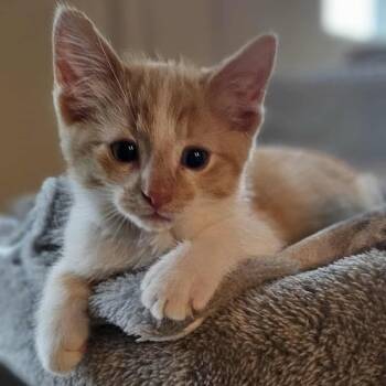 Rescue Domestic Medium Hair Cats for Adoption in Sioux Falls, South Dakota - Dream | PetCurious