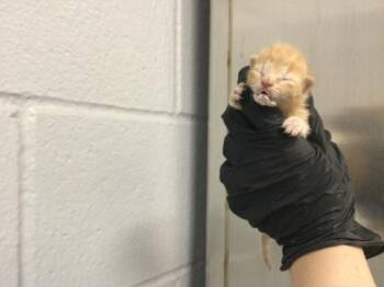 A1905327 -  Domestic Short Hair Cat for Adoption in Thousand Palms, California - A1905327 | PetCurious