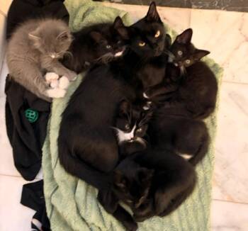 Selena -  Domestic Medium Hair Cat for Adoption in Reno, Nevada - Selena | PetCurious