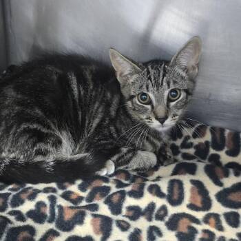 Dill 26-0562 -  Domestic Short Hair Cat for Adoption in Yanceyville, North Carolina - Dill 26-0562 | PetCurious