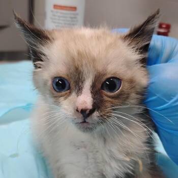 Zendaya -  Domestic Short Hair Cat for Adoption in Summerville, South Carolina - Zendaya | PetCurious