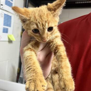Butternut -  Domestic Medium Hair Cat for Adoption in Parrish, Alabama - Butternut | PetCurious