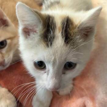 Domestic Short Hair Cats Available for Adoption in Grantsville, Utah - Callie | PetCurious