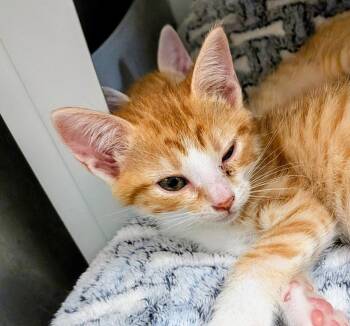 Melvin -  Domestic Short Hair Cat for Adoption in North Richland Hills, Texas - Melvin | PetCurious
