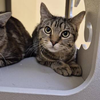 Almond Blossom -  Domestic Short Hair Cat for Adoption in Schertz, Texas - Almond Blossom | PetCurious